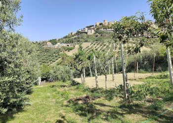 Foto 12 - Terreno agricolo Contrada fonte Palanca, Acquaviva Picena - foto 12