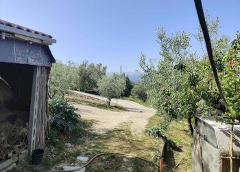 Foto 15 - Terreno agricolo Contrada fonte Palanca, Acquaviva Picena - foto 15