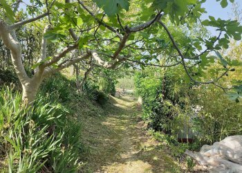 Foto 17 - Terreno agricolo Contrada fonte Palanca, Acquaviva Picena - foto 17