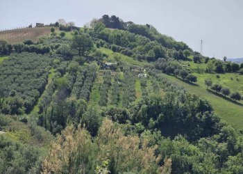 Foto 20 - Terreno agricolo Contrada fonte Palanca, Acquaviva Picena - foto 20