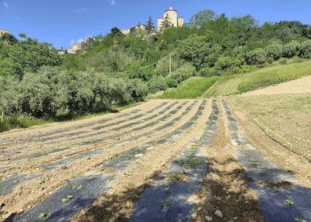 Foto 9 - Rustico Contrada Acquarola
 
3, Ripatransone - foto 9