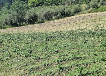 Foto 55 - Rustico Contrada Acquarola
 
3, Ripatransone - foto 55