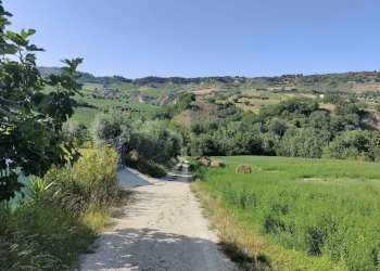 Foto 79 - Rustico Contrada Sant'Angelo, Acquaviva Picena - foto 79