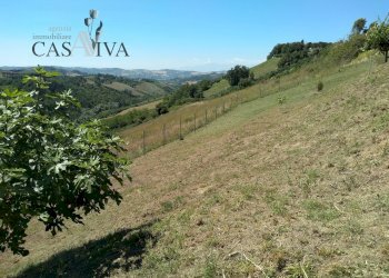 Foto 11 - Terreno agricolo Contrada Forola, Acquaviva Picena - foto 11