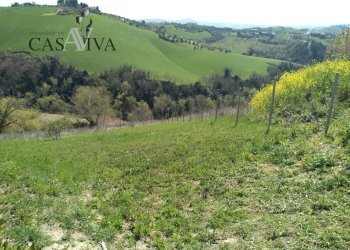 Foto 21 - Terreno agricolo Contrada Forola, Acquaviva Picena - foto 21