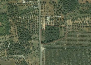 Foto 3 - Terreno agricolo SP 54, Alezio - foto 3