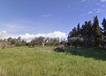 Foto 4 - Terreno agricolo SP 54, Alezio - foto 4