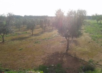 Foto 18 - Rustico contrada occhiazzi, Ruffano - foto 18