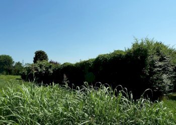 Foto 5 - Terreno agricolo Cascina Cantona, Gorgonzola - foto 5