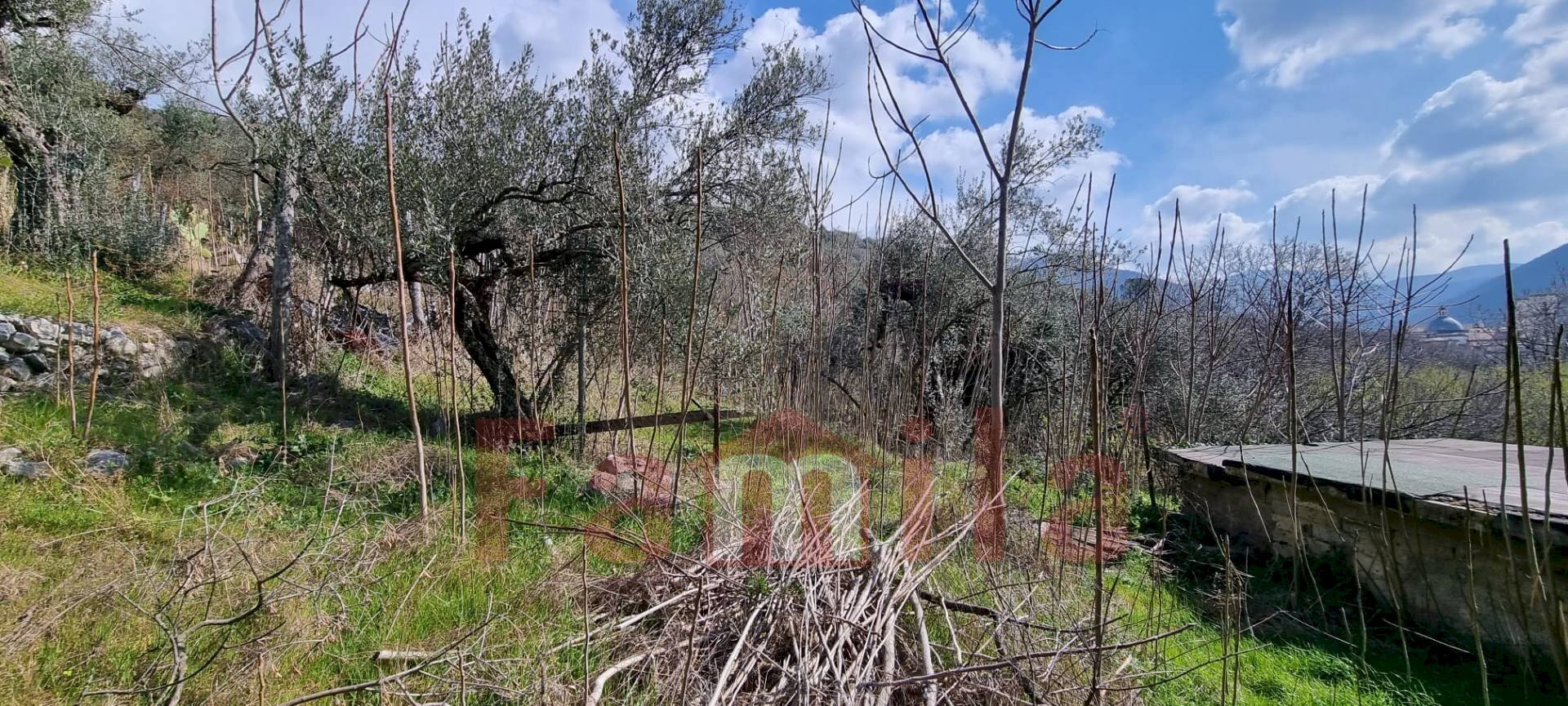 Foto 3 - Terreno agricolo Mugnano del Cardinale - foto 3