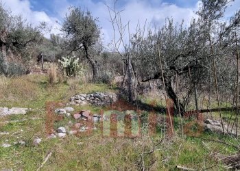 Foto 2 - Terreno agricolo Mugnano del Cardinale - foto 2