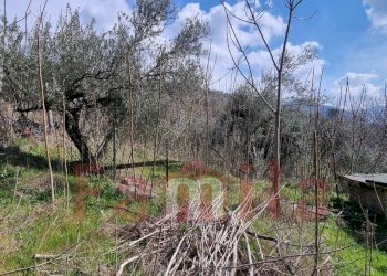 Foto 3 - Terreno agricolo Mugnano del Cardinale - foto 3