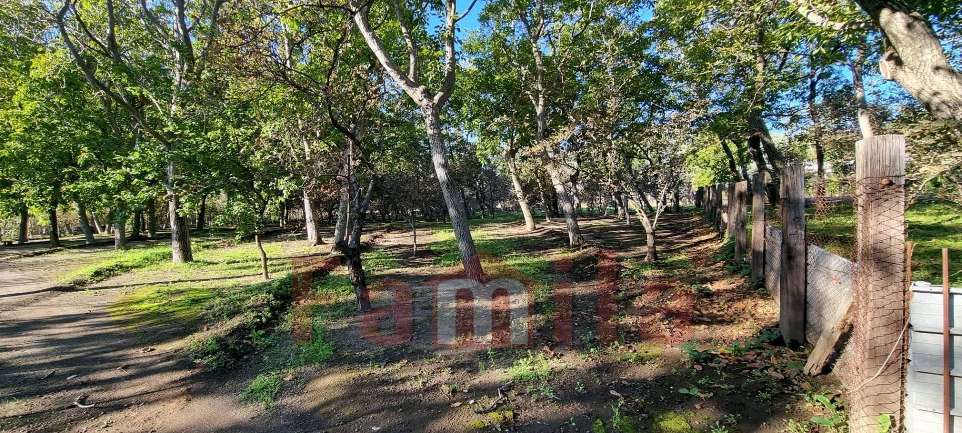 Foto 2 - Terreno agricolo Avella - foto 2