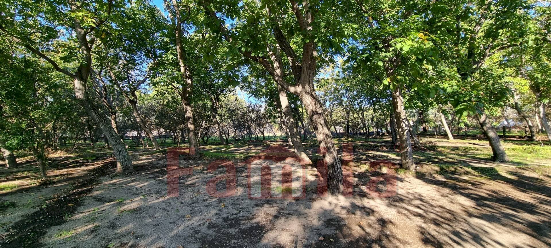 Foto 3 - Terreno agricolo Avella - foto 3