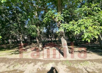 Foto 1 - Terreno agricolo Avella - foto 1