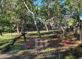 Foto 2 - Terreno agricolo Avella - foto 2