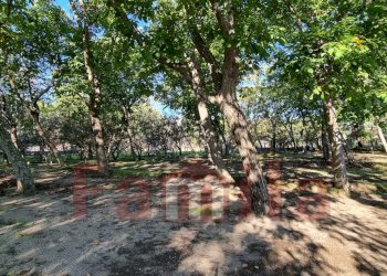 Foto 3 - Terreno agricolo Avella - foto 3