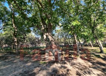 Foto 5 - Terreno agricolo Avella - foto 5