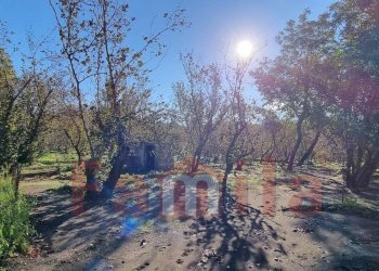 Foto 3 - Terreno agricolo Avella - foto 3