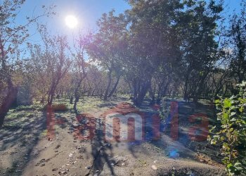 Foto 5 - Terreno agricolo Avella - foto 5