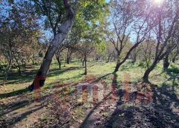 Foto 6 - Terreno agricolo Avella - foto 6