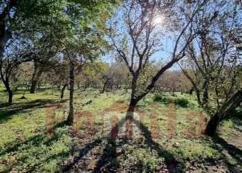 Foto 7 - Terreno agricolo Avella - foto 7