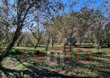 Foto 8 - Terreno agricolo Avella - foto 8