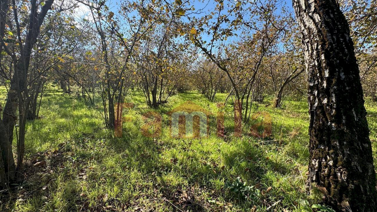 Foto 3 - Terreno edificabile Mugnano del Cardinale - foto 3