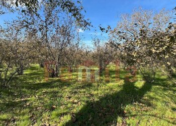 Foto 2 - Terreno edificabile Mugnano del Cardinale - foto 2