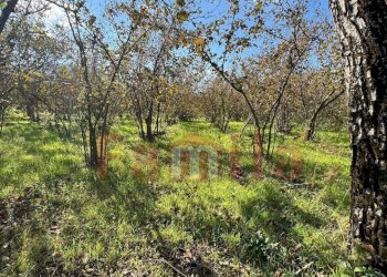 Foto 3 - Terreno edificabile Mugnano del Cardinale - foto 3