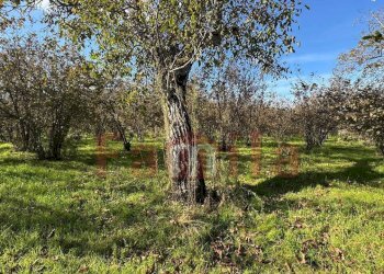 Foto 4 - Terreno edificabile Mugnano del Cardinale - foto 4