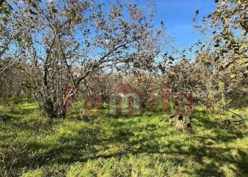 Foto 5 - Terreno edificabile Mugnano del Cardinale - foto 5