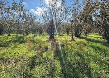 Foto 6 - Terreno edificabile Mugnano del Cardinale - foto 6