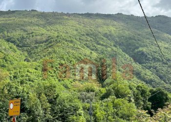 Foto 3 - Terreno agricolo Quadrelle - foto 3