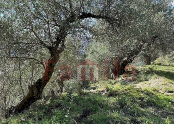 Foto 1 - Terreno agricolo Quadrelle - foto 1