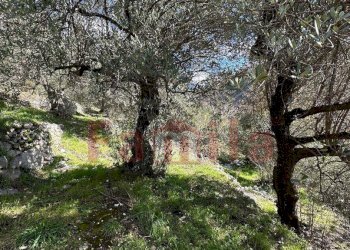 Foto 2 - Terreno agricolo Quadrelle - foto 2