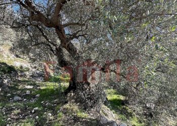 Foto 3 - Terreno agricolo Quadrelle - foto 3