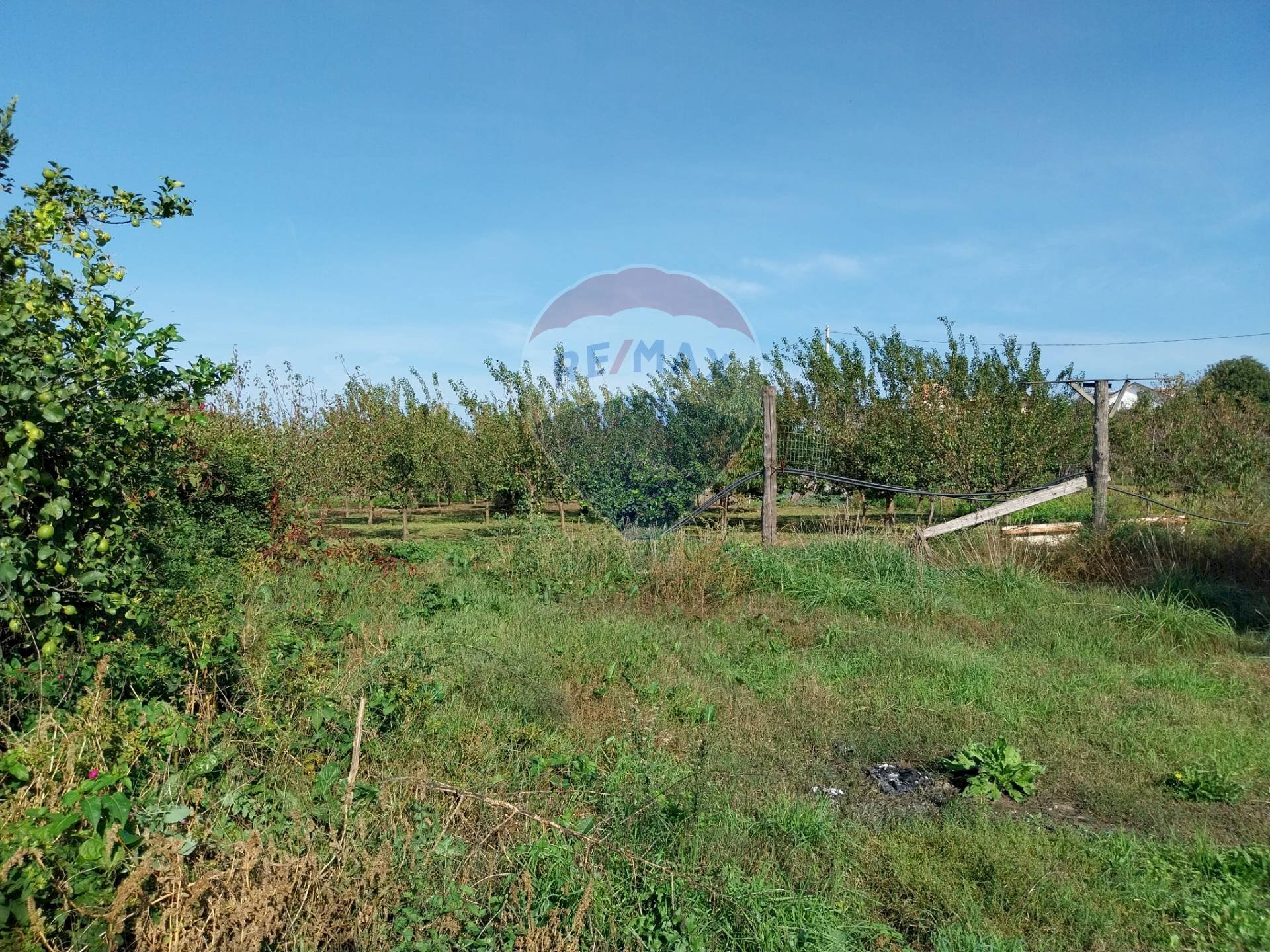 Giardino - Terreno agricolo Via Cesapepere, Quarto - foto 1
