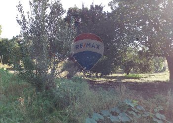 Giardino - Terreno agricolo Via Cesapepere, Quarto - foto 8