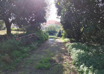 Giardino - Terreno agricolo Via Cesapepere, Quarto - foto 9