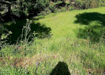 Foto 5 - Terreno agricolo via delle fonti, Massarosa - foto 5