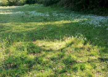 Foto 6 - Terreno agricolo via delle fonti, Massarosa - foto 6