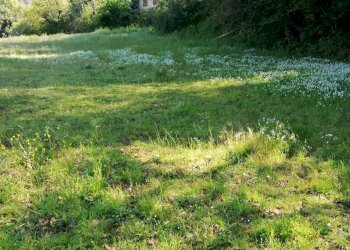 Foto 7 - Terreno agricolo via delle fonti, Massarosa - foto 7