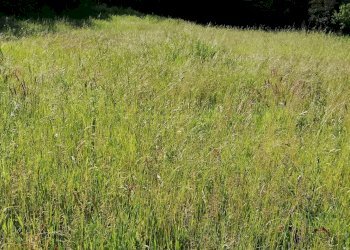 Foto 8 - Terreno agricolo via delle fonti, Massarosa - foto 8