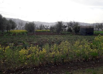 Foto 13 - Terreno edificabile Cepagatti - foto 3