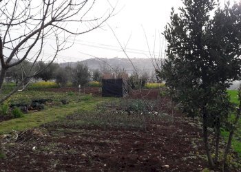 Foto 17 - Terreno edificabile Cepagatti - foto 7