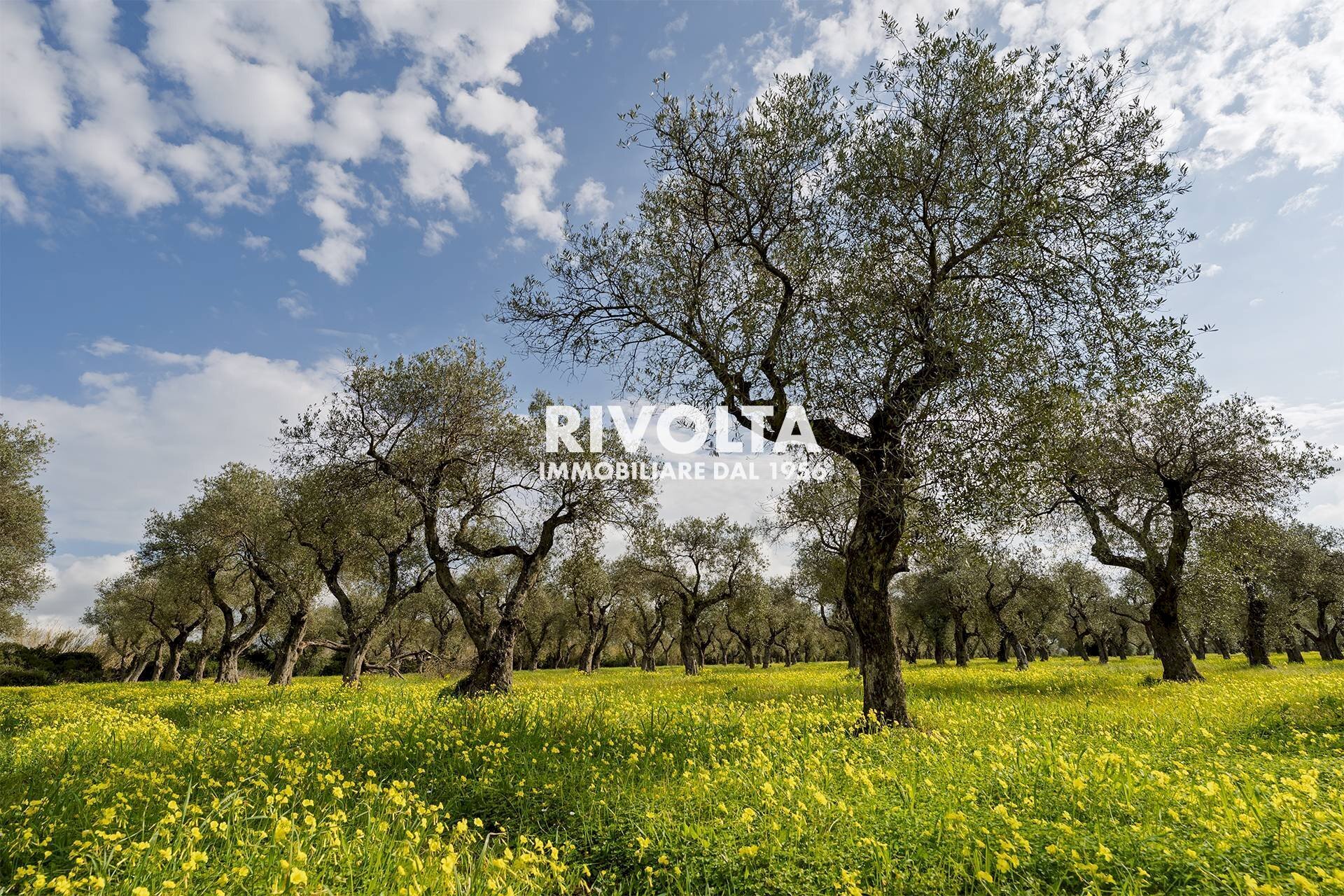 Foto 2 - Agricultural land strada statale 291, Alghero - photo 2