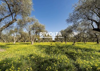 Foto 1 - Agricultural land strada statale 291, Alghero - photo 1