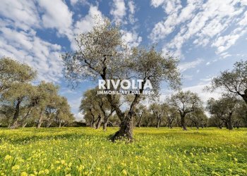 Foto 4 - Agricultural land strada statale 291, Alghero - photo 4