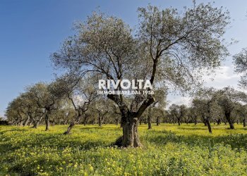 Foto 6 - Agricultural land strada statale 291, Alghero - photo 6